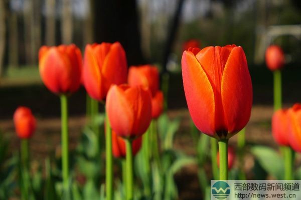 �������㡱����Tulip.com����������������Tatta.com�r(ji��)ֵ50�f��